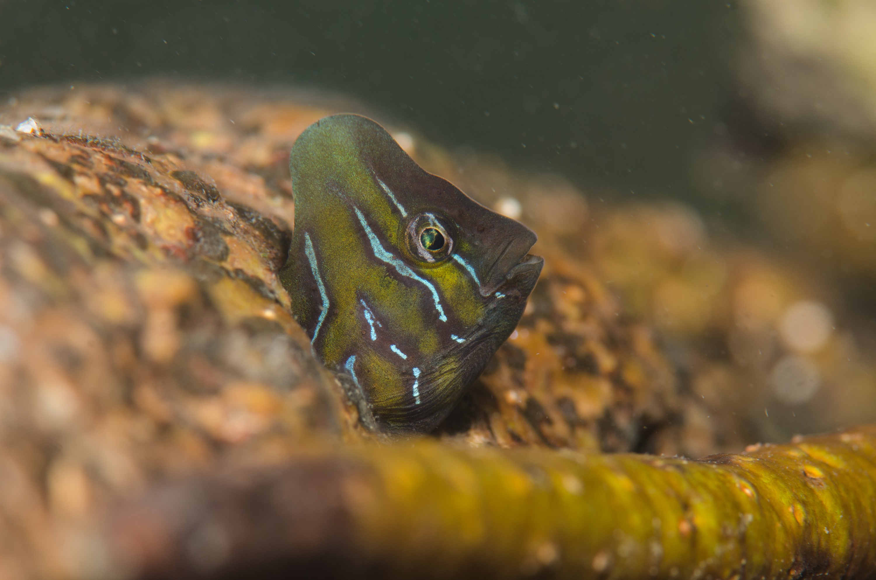 DSC_8400 – Australian, Omobranchus anolius, blenny, crispin, estuary, matapouri, new, nz, oyster, zealand, JAN17